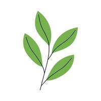 Pointed Leaf Illustration vector