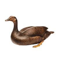 A brown duck resting on a clean white background png