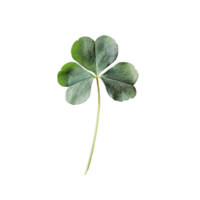 Four-leaf clover on a white background showcasing unique leaf structure and coloration png