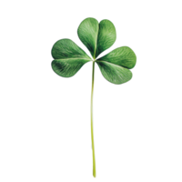 A close-up view of a vibrant green four-leaf clover on a plain background png