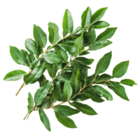 Fresh bay leaves on a white background png