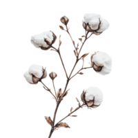 Cotton branch with fluffy bolls on white png