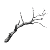 Bare tree branch on a white background png