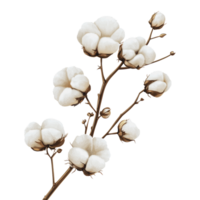 Cotton branch with soft bolls on white png