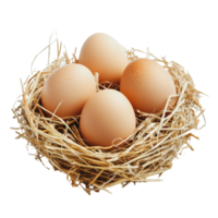 Fresh eggs in a straw nest on a white background png