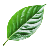 Large green leaf isolated on white background png
