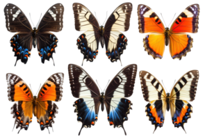 A display of various butterfly species showcasing colorful patterns and wing shapes, cut out - stock . png