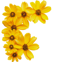 Yellow flowers arranged in a vibrant cluster against a white background png