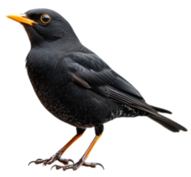 A blackbird standing on a white background, showcasing its glossy feathers and bright orange bill, cut out - stock . png