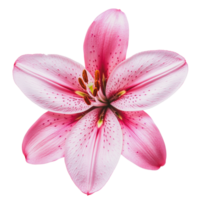 Pink lily blossom on a white background png
