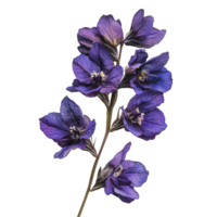 Purple delphiniums bloom on white background png