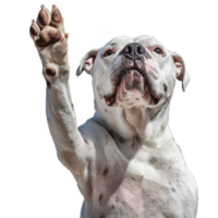 A playful dog with a raised paw, posing against a white background png