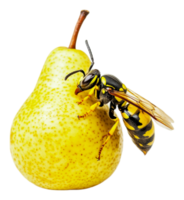A yellow wasp perched on a ripe pear fruit png