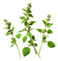 Fresh basil plants on white background in daylight png