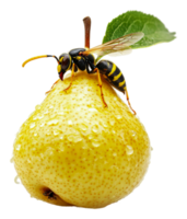 Yellow pear with wasp resting on its surface png