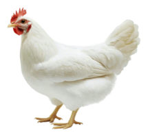 White hen standing on a bright background png