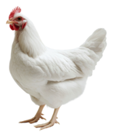 White hen standing gracefully in a natural setting png