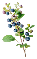Fresh blueberries on a branch with green leaves png