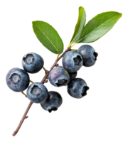 Fresh blueberries on a branch with green leaves png