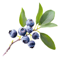 Fresh blueberries on a branch with green leaves png