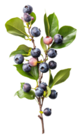 Fresh blueberries on a branch with green leaves png