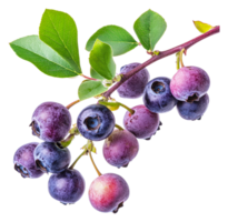 Fresh blueberries on branch close to harvest time png