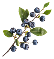 Fresh blueberries on a branch with leaves png