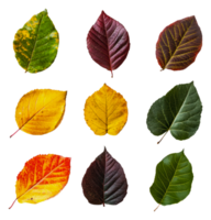 Neatly arranged autumn leaves collection png