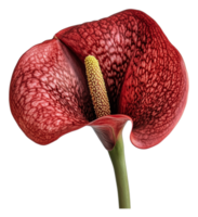 Elegant red anthurium flower close-up on display png