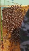 hands of man shows a wooden frame with honeycombs on the background of green grass in the garden Vertical video
