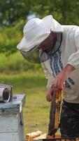 Beekeeper is working with bees and beehives on the apiary. Beekeeper on apiary. Vertical video