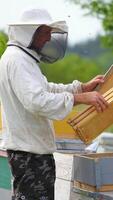 Beekeeper working in his apiary. Frames of a bee hive Vertical video