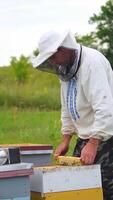Beekeeper is working with bees and beehives on the apiary. Frames of a bee hive Vertical video