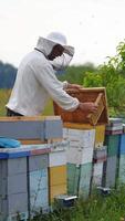 Apiarist making inspection in apiary in the summertime Vertical video