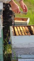 Beekeeper is working with bees and beehives on the apiary. Frames of a bee hive Vertical video