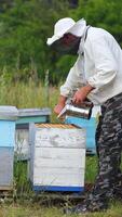 Beekeeper is working with bees and beehives on the apiary. Beekeeper on apiary. Vertical video