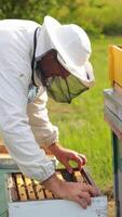 Beekeeper working in his apiary. Frames of a bee hive Vertical video