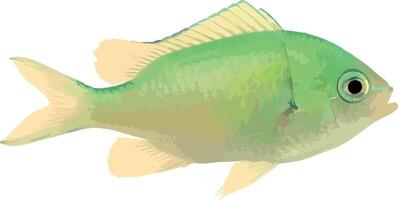 goldfish isolated on white background vector