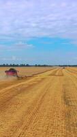 Combine harvester on yellow field in summer. Stork birds flying behind the working agronomy machine. Agricultural machinery gathering crop in bright day. Vertical video