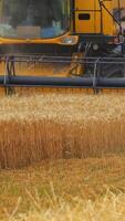 Process of gathering ripe crop from the fields. Combine harvester in action on wheat field. Selective focus. Vertical video