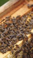 Hardworking bees on honeycomb in apiary Vertical video