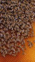 Working bees on honeycomb. Frames of a bee hive. Apiculture Vertical video