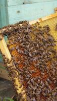 Frames of a bee hive. Beekeeper harvesting honey. Working bees on honey cells. Apiary concept. Vertical video