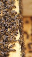 Hardworking bees on honeycomb in apiary Vertical video