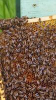 honey bees on honeycomb in apiary in summertime Vertical video