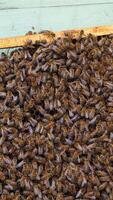 Working bees on honeycomb. Frames of a bee hive. Apiculture Vertical video