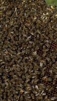 Working bee on honeycomb. Close up of bees on honeycomb in apiary. Vertical video
