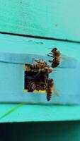 Bees flying in and out beehive, close up. Bees fly to beehive, close up view of the working bees. Vertical video