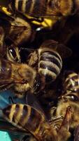 Farm honey production. Close up view of entranceof beehive with bees. Vertical video