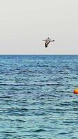 Beautiful seagull flying in the sky. View of single seagull flying over calm sea. Vertical video